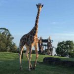 FHC Sprachreisen - Busch Gardens Florida USA 0