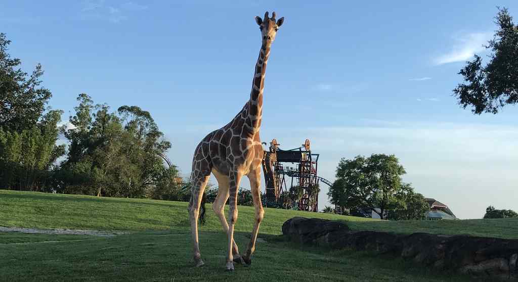 FHC Sprachreisen - Busch Gardens Florida USA 0 FHC Sprachreisen - Busch Gardens Florida USA 0
